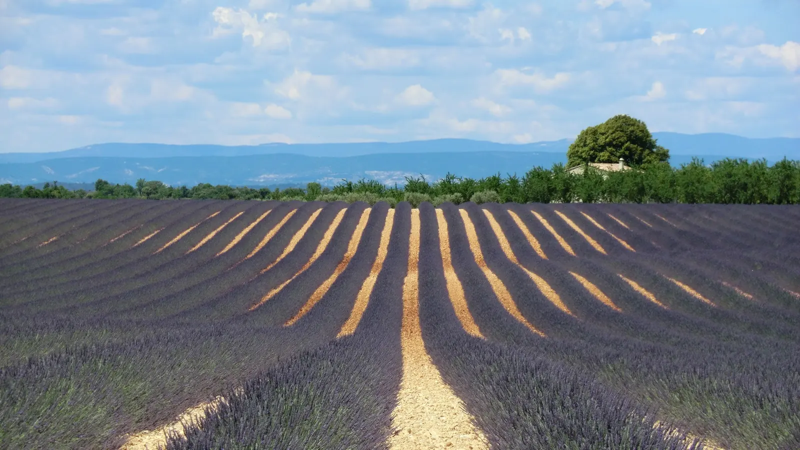 Lavender fields near Valensole, Provence